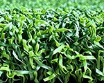 Green de golf sintético - Serie Emerald